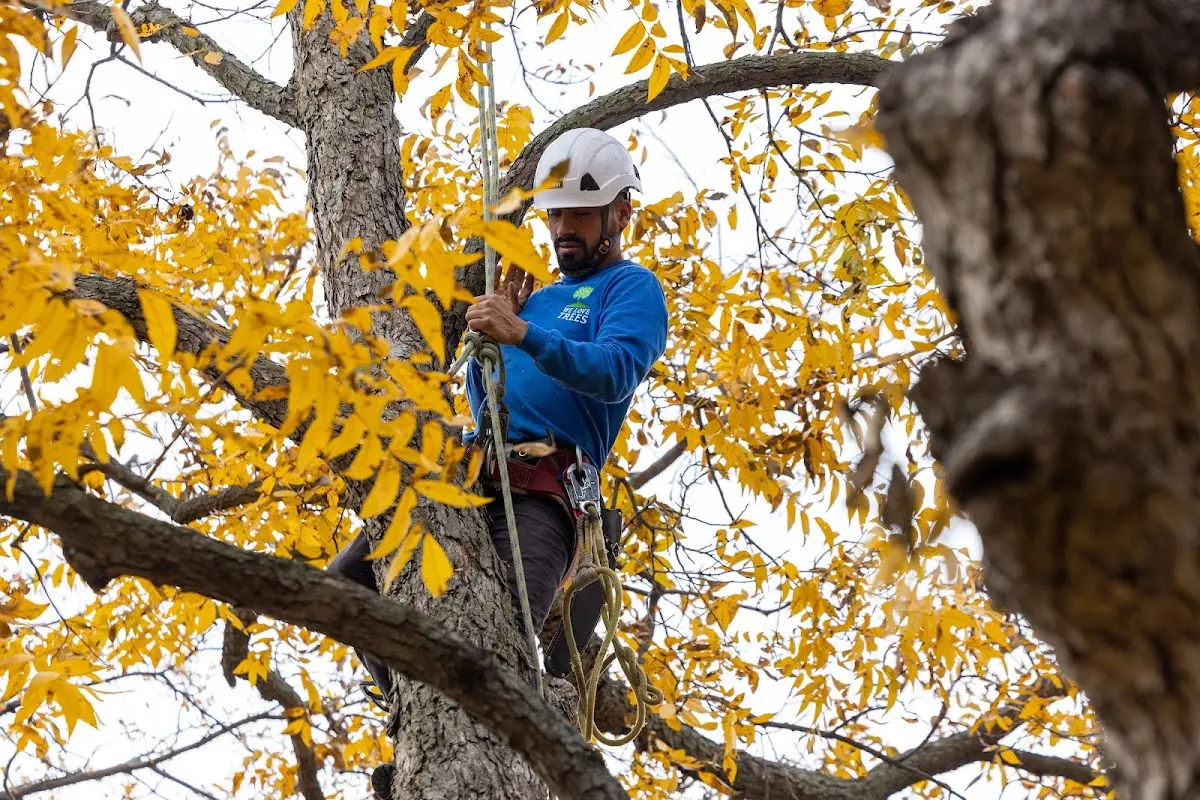 Skilled Tree Trimming crew working in Ranger