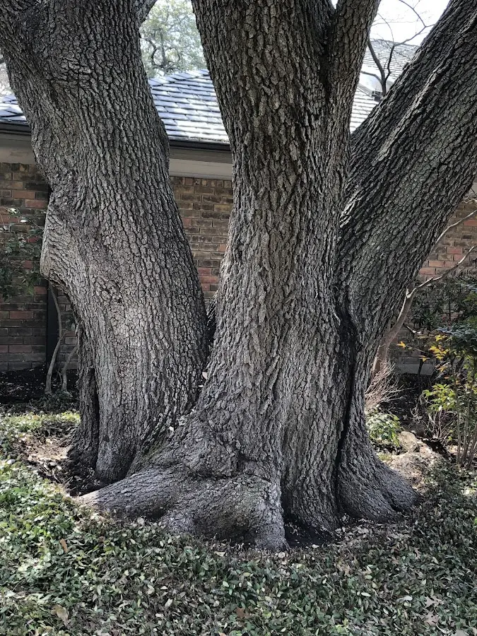 Mature heritage tree close to a Ranger property cared for by certified arborists